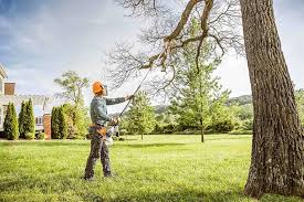 Professional Tree Services in Clinton, NY