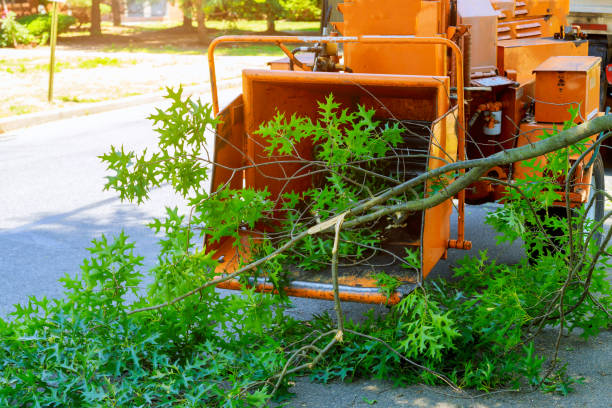 Lawn Pest Prevention in Clinton, NY